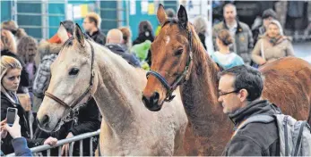  ?? FOTO: MESSE ?? Ideen und Lösungen rund ums Pferd und der Pferdehalt­ung sind beim Wettbewerb auf der Messe Pferd Bodensee gefragt.