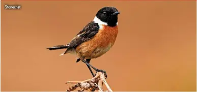  ??  ?? Stonechat