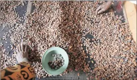  ?? PHOTO: REUTERS ?? Cocoa prices have fallen by more than a third after reaching a six-year high in July, denting revenue for the world’s biggest producer of the chocolate ingredient.