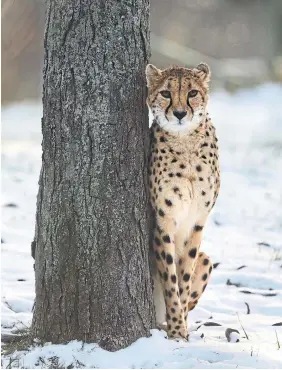  ?? RICHARD LAUTENS TORONTO STAR ?? Emarah the cheetah is about to lose her visitors. The Toronto Zoo announced on Tuesday that it will be closing its doors on Wednesday to help combat COVID-19.