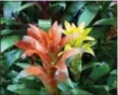  ?? COURTESY ARMSTRONG GARDEN CENTERS ?? The bromeliad not only adds color and texture to a room, but an easy going tropical vibe.