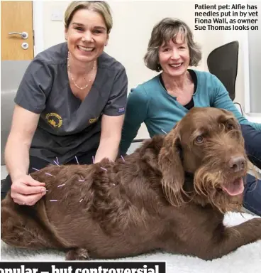  ??  ?? Patient pet: Alfie has needles put in by vet Fiona Wall, as owner Sue Thomas looks on