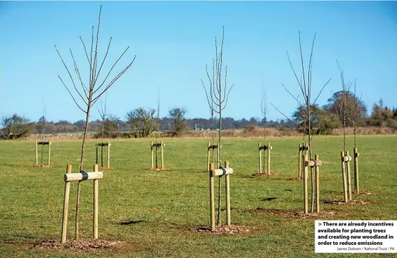  ?? James Dobson / National Trust / PA ?? There are already incentives available for planting trees and creating new woodland in order to reduce emissions