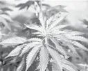  ?? MARINA RIKER/AP ?? Nearly 200,000 patients in Florida have used medicinal marijuana for relief from terminal conditions. Yet many are still seeking relief from suffering – and they need access to the flower in its natural form, writes Agricultur­e Commission­er Nikki Fried.