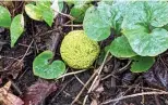  ?? DALE BOWMAN/SUN-TIMES ?? A hedge apple found while hunting mushrooms Friday.