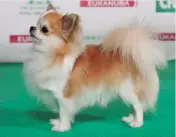  ??  ?? Foto: The Kennel Club/Crufts/ Cão: CH/IR CH X-tra Special for Helena of
European Friendship NETH JUN CH, AN CH 13/ Propr.: MR P & MRS W
MCDEVITT