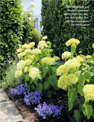  ??  ?? Hortensien wie ‘Endless Summer’ bereichern den Garten. Am Boden sorgen lila Campanula für Farbtupfer