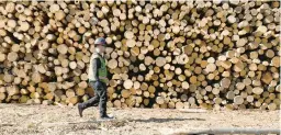  ?? THOMAS PEIPERT/AP ?? Matt Odiaga walks in front of a pile of waste wood Feb. 13 at the Biochar Now facility in Berthoud, Colo. Biochar could help in the fight against climate change.