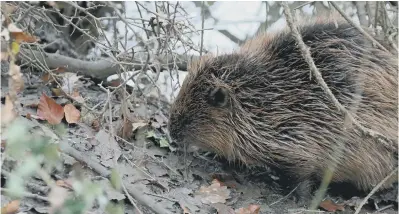  ?? ?? Bramber the beaver, pictured by Penny Green