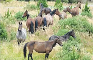  ?? PHOTO: RICHARD DAVISON ?? Look out . . . Wild horses await discovery in the hills above Kaitangata during a fundraisin­g trek this weekend.