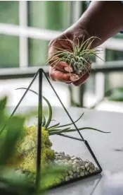  ?? ?? 4
Lastly, place your air plants. Here, I used a Tillandsia ionantha and a Tillandsia bulbosa. The difference in their size and shape brings the wildness I love.