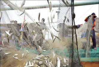  ?? AP file photo ?? Fishermen remove their catch from nets after returning to shore in Jakarta, Indonesia, Feb. 24.