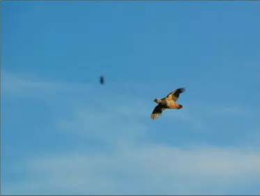  ??  ?? La gerbe de plombs et la bourre sont en vol juste devant la perdrix qui va pénétrer ce nuage mortel. Un tir lointain réussi.