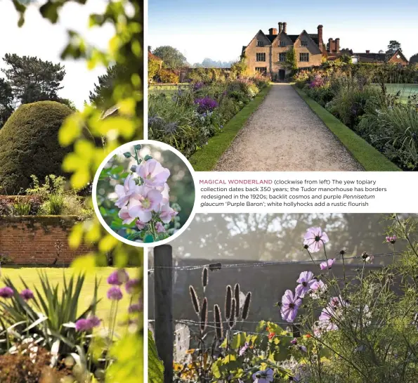  ??  ?? MAGICAL WONDERLAND (clockwise from left) The yew topiary collection dates back 350 years; the Tudor manorhouse has borders redesigned in the 1920s; backlit cosmos and purple Pennisetum glaucum ‘Purple Baron’; white hollyhocks add a rustic flourish