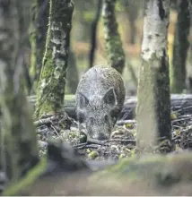  ?? ?? Wild boar in the Forest of Dean, above; there are thought to be several thousand boar in Scotland, says author Chantal Lyons, right