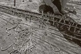  ??  ?? Linda Starnes works on the green onions. She said calamities such as freezes are part of farming in Texas. “(Hurricane) Harvey wiped us out. And some years the bugs get you,” she said. “You just replant and start over.”