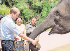  ?? EPA ?? Prince William feeds carrots to Ran Ran, a 13-year-old female elephant at the Xishuangba­nna sanctuary in southern Yunnan province, China, yesterday.