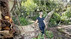  ?? PHOTOS: ANDY JACKSON/STUFF ?? Roeg Ewington believes the tree which crashed down in strong winds on Tuesday morning is more than 100 years old.