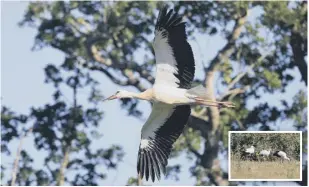  ?? PICTURE: DAVID SHAW WILDLIFE ?? The maiden flight of one of the young storks and, inset, all three after they had fledged