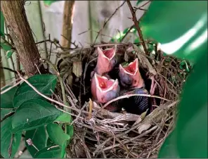  ?? Special to the Democrat-Gazette/CLARK REAMES ?? Oregon has plenty of cardinals, but Clark Reames, a wildlife program manager for the Malheur National Forest there, photograph­ed this nest in his hometown, Paris — in the backyard of Mount Magazine Ranger District administra­tor Bob Kopack.