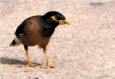  ??  ?? Common Myna