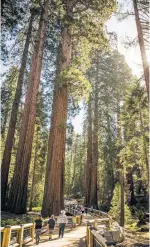  ?? Max Whittaker / New York Times ?? Visitors walk into the Mariposa
Grove at Yosemite National Park in California. After a three-year restoratio­n project, the grove of giant sequoias has reopened, with less asphalt and more concern for the health of the trees.