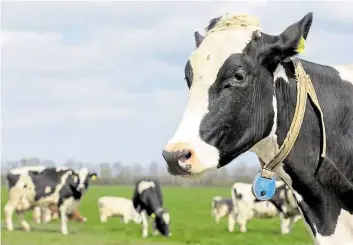  ?? DPA-BILD: JÖRG SARBACH ?? 2018 ist erstmals seit Jahren die Zahl der Kühe in Niedersach­sen gesunken (hier auf ein einer Weide in Elsfleth in der Wesermarsc­h).
