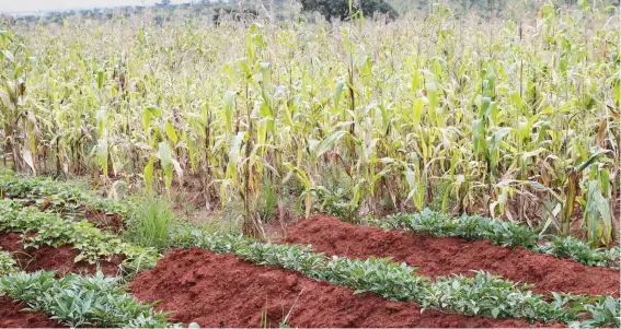  ?? DOMBELE BERNARDO|NEGAGE ?? Milho e soja cultivados na fazenda Girangola no município do Negage são transforma­dos em ração para animais facto que elevou a produção de ovos passando de dez mil para 15 mil diários