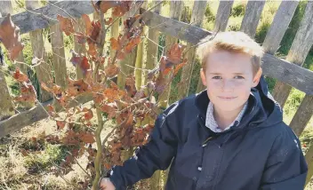  ?? PHOTO BY CHARLIE WARING ?? Ollie Godfrey helps to plant a beech tree at Northwood on the National Trust’s estate at Slindon