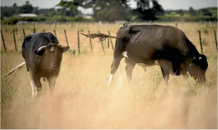  ?? PHOTO: DAVID UNWIN/STUFF ?? Stock and farmers have struggled with dry conditions in Manawatu¯ . These bulls are at a farm near Colyton.