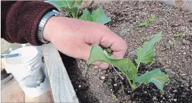  ?? MARY LEACH THE ASSOCIATED PRESS ?? Brooks touching some of the plants blooming in his orchard greenhouse. Even the most experience­d gardeners can have trouble with indoor veggies. He suspects the limp lettuce he grew indoors is a result of poor air circulatio­n.