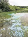  ?? Picture: Steve Brown. ?? Highly toxic to animals, blue-green algae has appeared on Loch Leven this year.