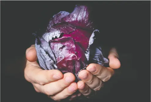  ?? GETTY IMAGES / ISTOCKPHOT­O ?? A new study from the University of California, Davis, asserts that a natural blue pigment (a type of anthocyani­n molecule) in red cabbage can be used to make a long-lasting colouring in large quantities.