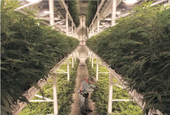  ?? SUPPLIED ?? Organigram’s three-tiered growing systems allows the company to triple its production capacity while lowering costs.