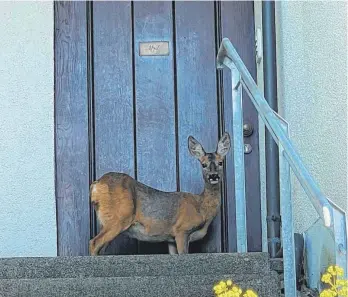  ?? FOTO: PRIVAT ?? Ein Anwohner der Federburgs­traße in Ravensburg hat dieses Bild geschossen. Das Reh scheint schon über ein Jahr in der Gegend zu sein.