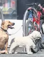  ??  ?? En abandono.
El Inegi indicó que 5.4 millones de perros de 80% existentes en el país son mascotas, menos que los que están en calle.