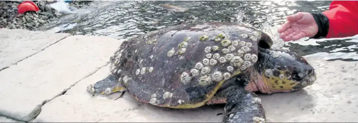  ??  ?? PODRUČJE POSEDARJA pokazalo se kao posebno opasno ove zime: more je plitko pa se ledi, a orkanska bura koja udara s Velebita i jučer je nasukala jednu morsku kornjaču