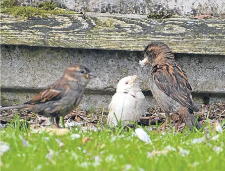  ??  ?? John Anderson managed to capture this image of the sparrow being fed by its parents.