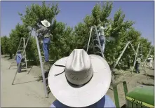  ?? THE ASSOCIATED PRESS ?? A foreman watches workers pick fruit in an orchard in Arvin in 2014. California regulators recommende­d new restrictio­ns Thursday on a widely used pesticide blamed for harming the brains of babies.