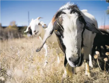  ?? PHOTOS BY OLIVIA HARLOW/THE NEW MEXICAN ?? Goats graze Tuesday in Railyard Park. There were about 60 goats and sheep in the park as part of the Graze Days Grasslands Restoratio­n Project — a pilot program aimed at managing the land.