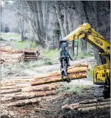  ?? PHOTO / PAUL TAYLOR ?? Hawke’s Bay Regional Council will consider a multimilli­ondollar investment into commercial reforestat­ion as part of its 10-year plan.