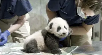  ?? Smithsonia­n’s National Zoo photo via AP ?? A panda cub named Xiao Qi Ji is shown at the National Zoon in Washington. The National Zoo has struck a new extension of its longstandi­ng agreement with the Chinese government that will keep the zoo’s iconic giant pandas in Washington for another three years. But the agreement calls into question the long-term future of the zoo’s popular panda exhibit, as it calls for all three pandas—baby Xiao Qi Ji and parents Mei Xiang and Tian Tian—to return to China at the end of 2023.