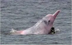  ??  ?? ABOVE LEFT: A pink humpback dolphin seen swimming off the Chinese coast.