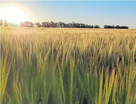  ?? ?? Forrajera. Alcanza los 1440 kilos por hectárea por año.