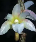  ?? (Ronny Boos) ?? Dendrobium chameleon var. ovatilabiu­m