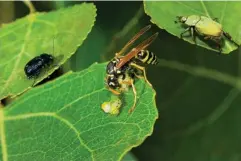  ?? (Getty/iStock) ?? Few seem to know that wasps are important predators – a wasp eats a caterpilla­r