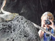  ?? Sister Linda, zooms in on an iguana ?? Meek’s travel companion, her sunning itself on a rock.