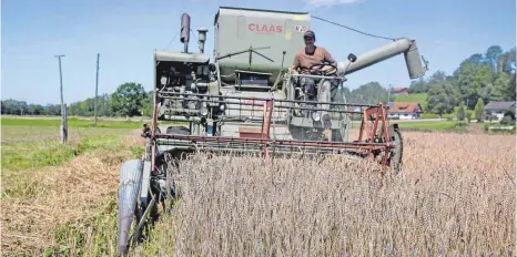  ?? ARCHIVFOTO: DIEMAND ?? Zum Einsatz kam 2020 der neue alte Mähdresche­r – ein 1965 von Claas in Harsewinke­l gebauter „Mercur“.