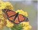  ?? GETTY IMAGES ?? The future of the monarch butterfly could be affected if the Trump administra­tion overhauls the federal Endangered Species Act.