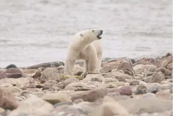  ?? SEAN KILPATRICK/THE CANADIAN PRESS VIA AP, FILE ?? A male polar bear on the shore of Hudson Bay near Churchill, Manitoba.